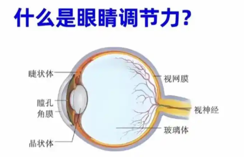 造成眼睛調節力差的原因有哪些？